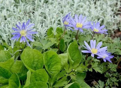 MAA Swan River Daisy Seed(112 per packet)
