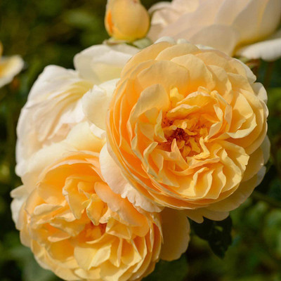CYBEXIS VXI-53 - Climbing Rose by Roses - (900 Seeds) Seed(900 per packet)