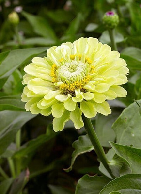 Dasstore ZINIA MULTIPLE COLOUR FLOWER SEED (PACK OF 25+) Seed(25 per packet)