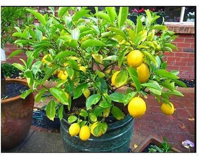 Aywal Citrus Limon (Lemon) Seed(46 per packet)