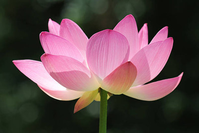 SAVRANA SHAKTI lotus,kamal gatta Seed(10 per packet)