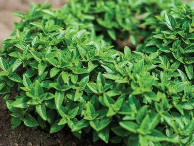 VibeX TLX-41 - Greek Dwarf Basil (Ocimum basilicum) - (4500 Seeds) Seed(4500 per packet)