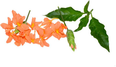 Wellspring kanakambaram-firecracker-crossandra Seed(21 per packet)