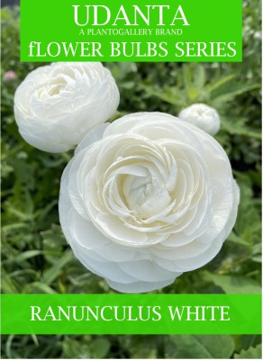 Udanta Imported Ranunculus Flower Bulbs Double Petals - Set of 20 Bulbs (White) Seed(20 per packet)