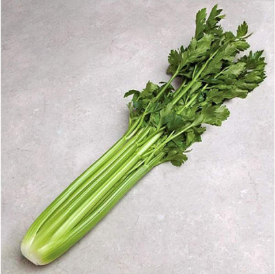VibeX LXI-90 - Celery Command - (250 Seeds) Seed(250 per packet)