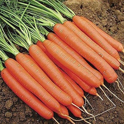 CYBEXIS VVI-38 - Romance Hybrid Carrot - (750 Seeds) Seed(750 per packet)