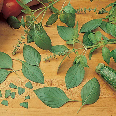 VibeX ® RXI-12 Basil Seeds Sweet Dani Seed(1000 per packet)