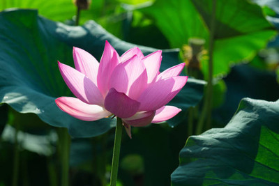 Lorvox lotus,kamal gatta Seed(10 per packet)
