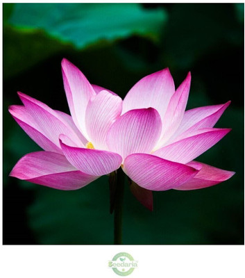 SEEDARIA MULTICOLOUR LOTUS Seed(25 per packet)