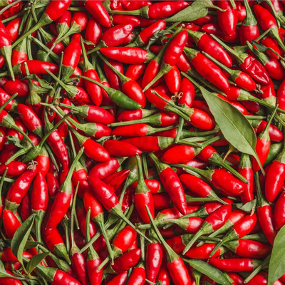 KNESSiN High Yield Hot Prairie Fire Chilli Seeds For Kitchen Gardening-(2400 Seeds) Seed(2400 per packet)