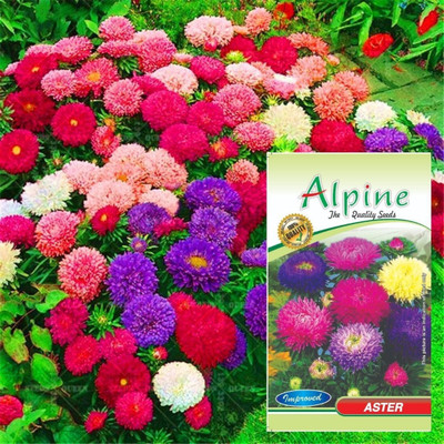 ALPINE HYBRIDE SEEDS Aster Dwarf Double Flower Seeds, Mix Colur aster Flower seeds Per/Pack 50-70 seeds Seed(70 per packet)