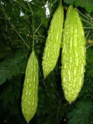 VibeX GBPUT-10 - Bitter melon - Muop Dang - Bitter Gourd - (100 Seeds) Seed(100 per packet)