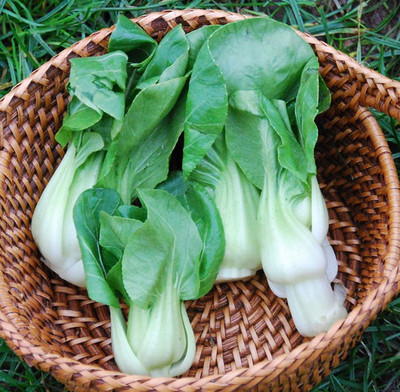 Atlus Extra Dwarf Pak Choi Seed(50 per packet)