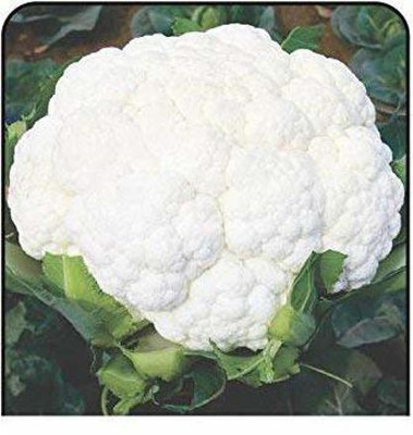 CYBEXIS ATS-50 - Cauliflower for Home Garden - (150 Seeds) Seed(150 per packet)