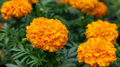 Sunway marigold/gende ka phool flower seeds Seed(25 per packet)