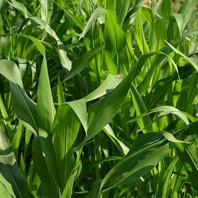 BSARKAR Hybrid sudan grass seed Seed(100 per packet)