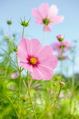 ZIXA Versailles' cosmos Dark Rose Seed(100 per packet)