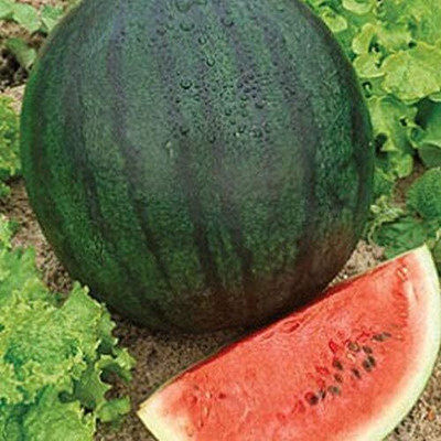 Biosnyg F1 Hybrid Ice Box Watermelon Fruit Seeds For Gardening-(50 Seeds) Seed(50 per packet)