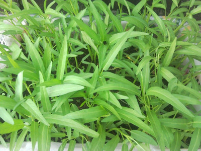 BDSresolve water spinach seeds for gardan home/water spinach seeds 122 Seed(122 per packet)