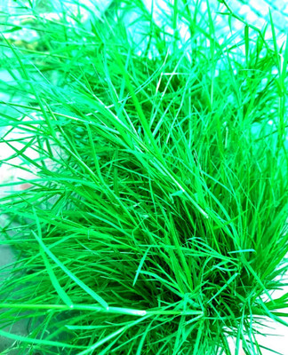 GREENSEA Scutch Grass, Doob Grass, Bermuda Grass Seed(35 g)
