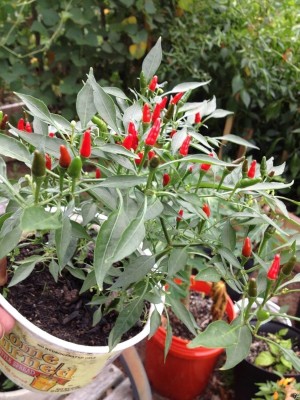 Qualtivate JXL-8AT Filipino Bird's Eye Chilli Very RareSuper Hot! Seed(300 per packet)