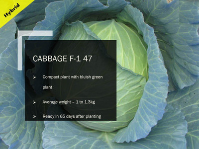 VibeX CABBAGE F-1 PUSA-47 SEEDS(2500 Seeds) Seed(2500 per packet)
