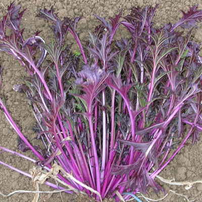 Qualtivate PUA-6A Mustard - Central Red Mizuna Seed(300 per packet)