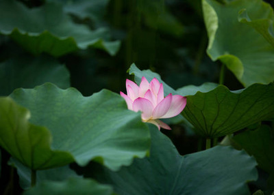 SS ONLINE lotus,kamal seeds Seed(13 per packet)