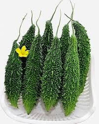BDSresolve Bitter gourd seeds f1 pack of 24 Seed(24 per packet)