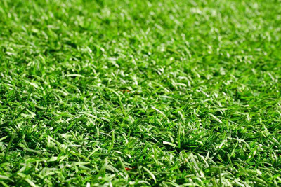 BDSresolve Grass Seed Options for a Beautiful Home Lawn Pack of 7733 Seed(9020 per packet)