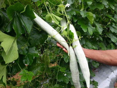 WILLVINE Snake Gourd/Chichinda Seeds[100 Gms, 500 Seeds] Seed(500 per packet)
