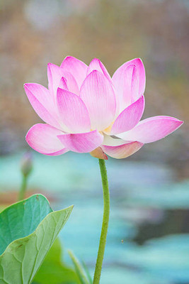 UPASSANA lotus,kamal gatta Seed(10 per packet)