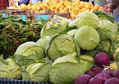 CYBEXIS Good Germination Cabbage Seeds AMAGER/Danish BALLHEAD 2000 Seeds Seed(2000 per packet)