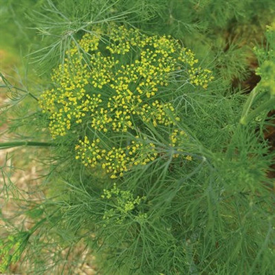 Quentova Dill Mammoth Long Island-KWI-2A Seed(300 per packet)
