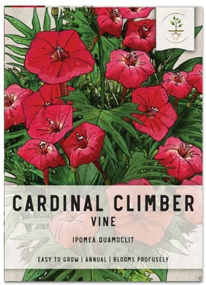 CYBEXIS Cardinal Climber Vine Seed(50 per packet)