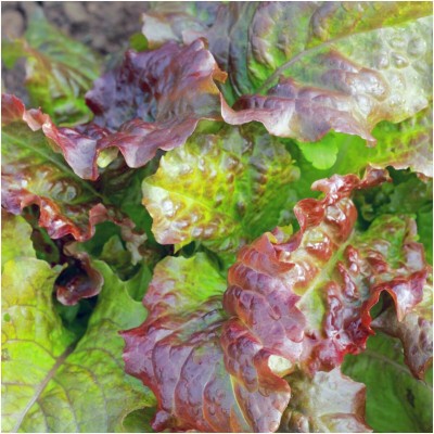 Qualtivate RES-9A Prizehead Lettuce For Planting Seed(300 per packet)