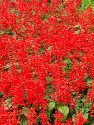 XOLDA Exotic salvia mix Seed(24 per packet)