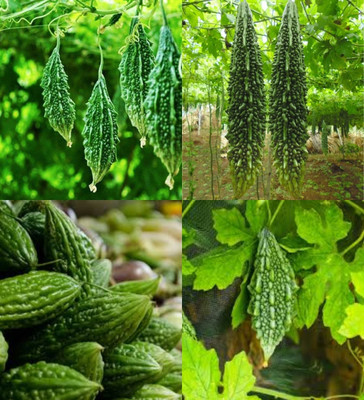 ibains karela seeds hybrid biij 10 Seed(10 per packet)