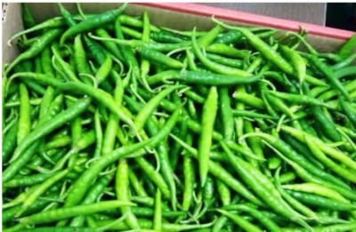 greenfarm NVB- Chilli Seeds/ Mirchi Seeds , Best Quality , 250 X Seeds , hlk82 Seed(250 per packet)