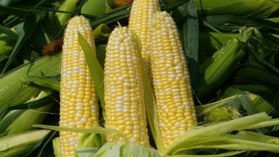 WILLVINE GBPUT -VII Sweet Corn Seeds for Planting-[50g] Seed(200 per packet)