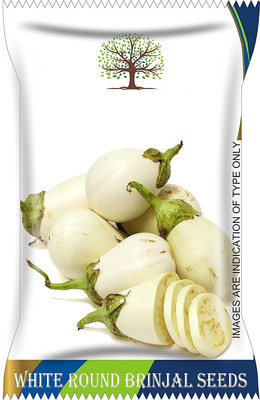 VibeX LX-47 - White Brinjal Round (Eggplant/Baigan) - (150 Seeds) Seed(150 per packet)