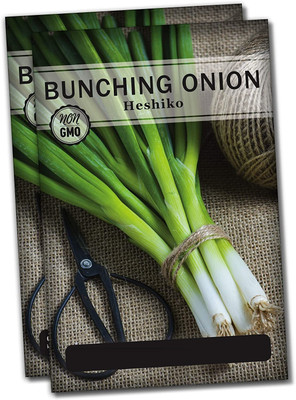 WILLVINE Bunching Japanese Onion Seeds Seed(1000 per packet)