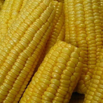 KNESSiN Yellow Corn Seed(200 per packet)