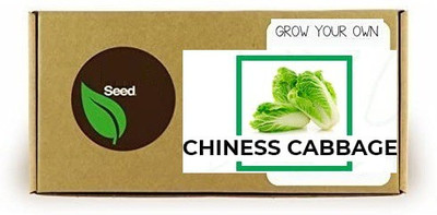 CYBEXIS Chinese Cabbage2000 Seeds Seed(2000 per packet)