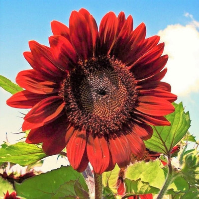 BSARKAR Red sunflower seed Seed(20 per packet)