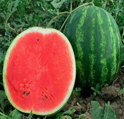 KNESSiN Non GMO Astrakhan Giant Watermelon Seeds For Planting-(50 Seeds) Seed(50 per packet)