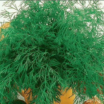 VibeX XL-12 - Herb Dill Mammoth Giant - (750 Seeds) Seed(750 per packet)