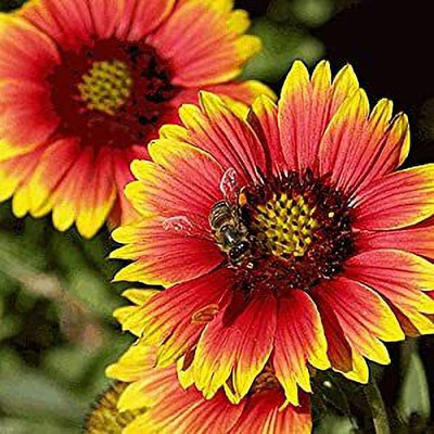 Aywal Gaillardia Double Mixed Flower Seed(100 per packet)