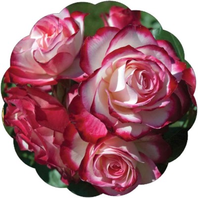 Qualtivate HUA-579 Rose Flower Seeds Seed(50 per packet)