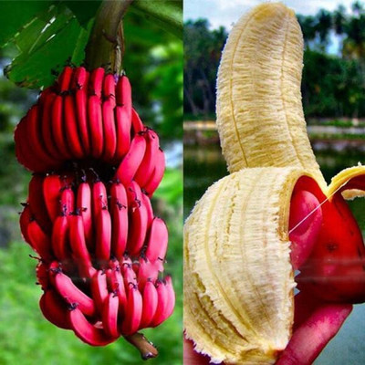 Farmers Choice Imported Red Dwarf Banana Seed(100 per packet)